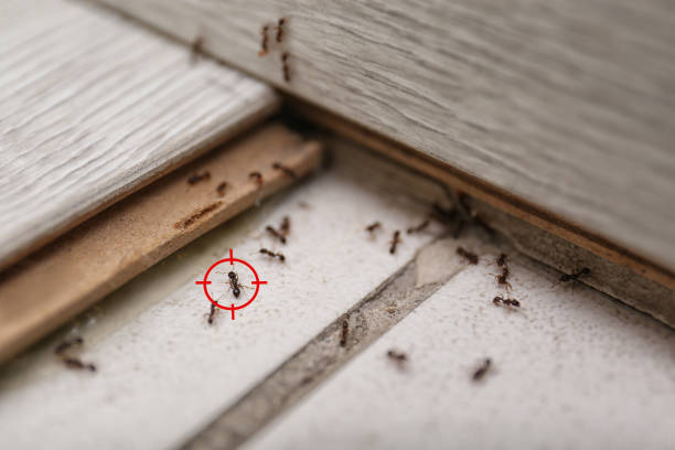 Professional Pest Control in Centerville, TN